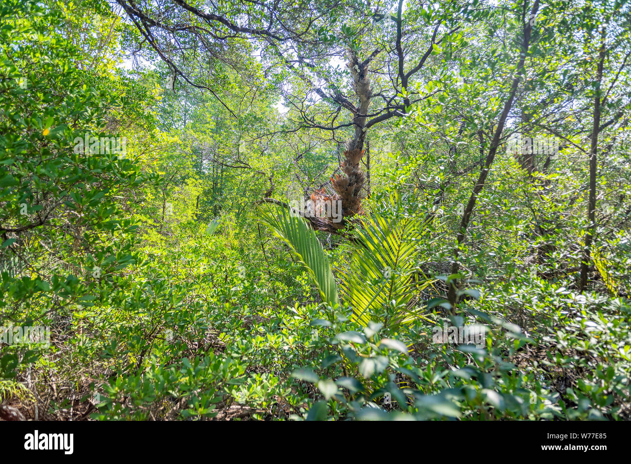 Betrachtungswinkel von Mangrovenwald. Thailand, Koh Chang Insel. Stockfoto