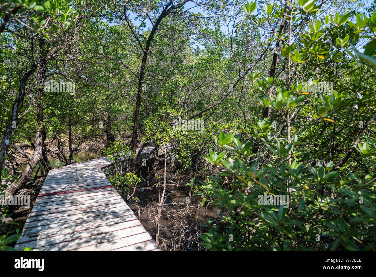 Der Weg zu den Mangroven von holzbohlen niedergeworfene zusammen. Koh Chang Insel, Thailand. Stockfoto