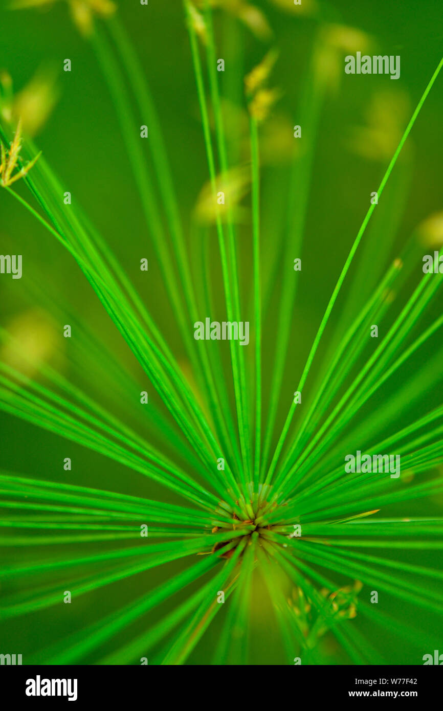 Grüne Pflanze micro Close-up in blast Muster Stockfoto