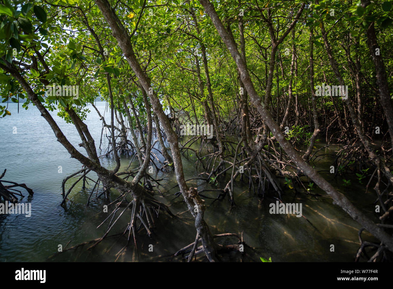 Betrachtungswinkel von Mangrovenwald. Thailand, Koh Chang Insel. Stockfoto