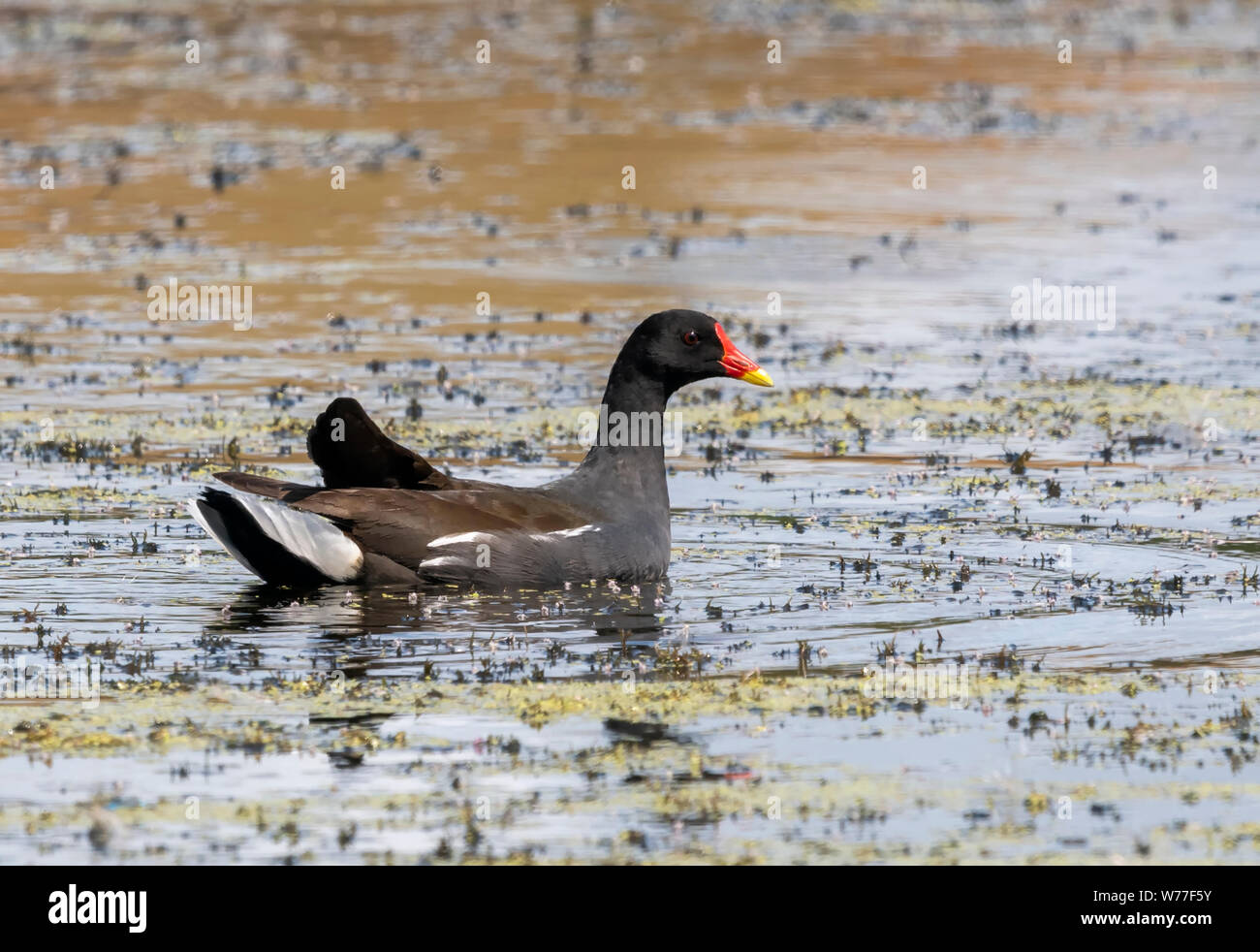 Sumpfhuhn (Gallinula chloropus) Schwimmen auf der Oberfläche eines Teiches Stockfoto