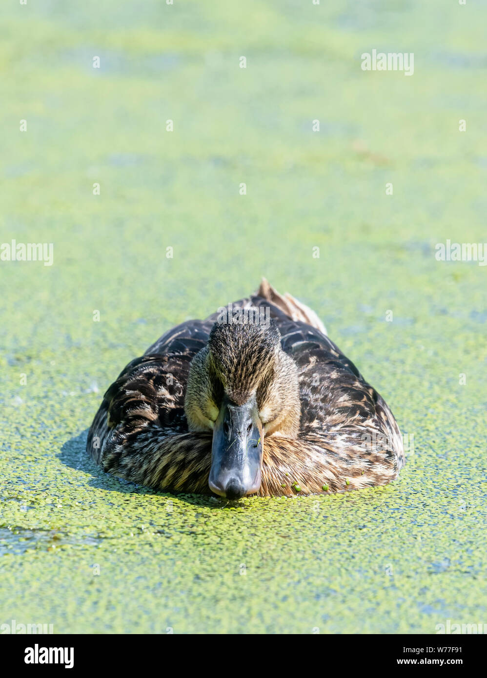 Weibliche Stockente (Anas platyrhynchos) Schwimmen in einem Wasserlinsen bedeckt Teich Stockfoto