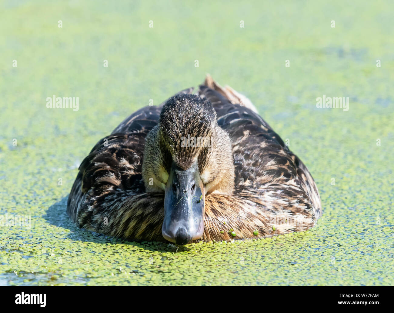 Weibliche Stockente (Anas platyrhynchos) Schwimmen in einem Wasserlinsen bedeckt Teich Stockfoto