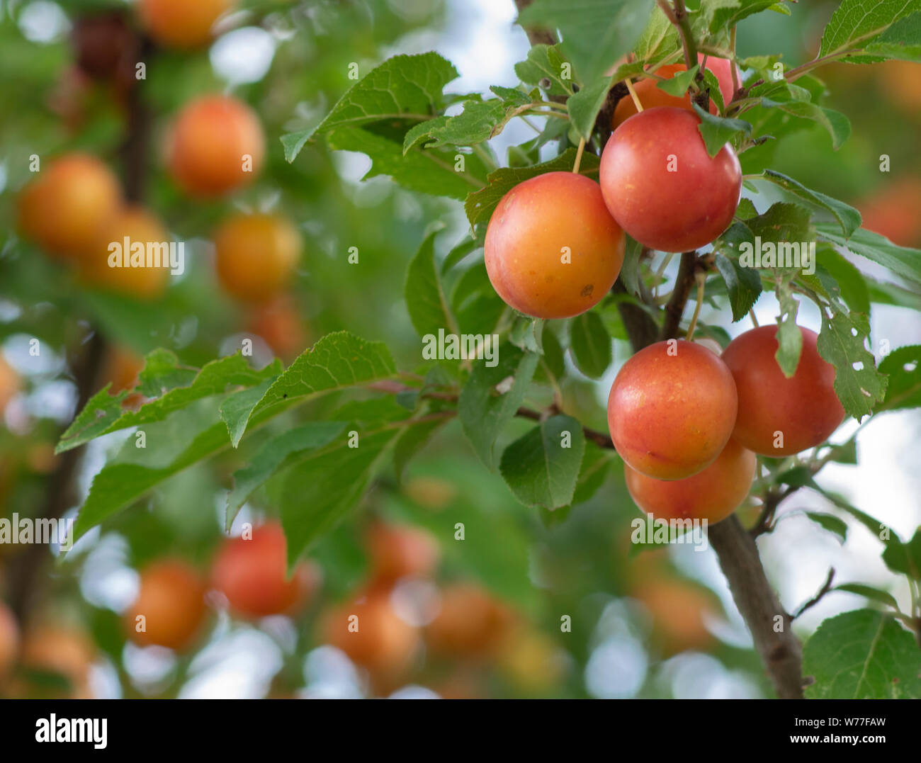 Reiche Ernte von Cherry Plum myrobalan Pflaume Stockfotografie - Alamy