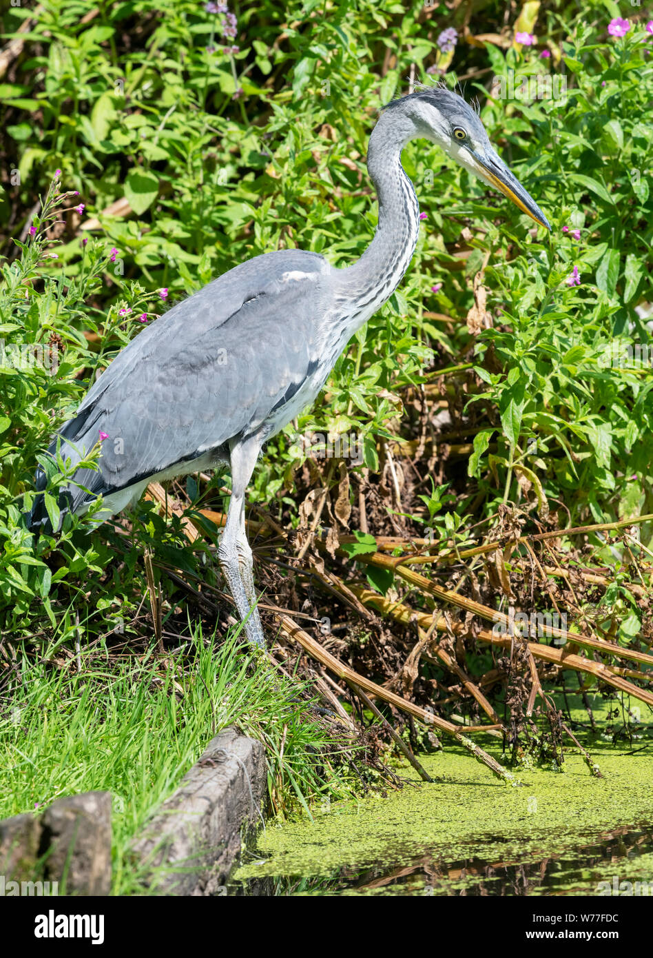 Graureiher (Ardea cinereal) steht am Rande eines Sees Stockfoto