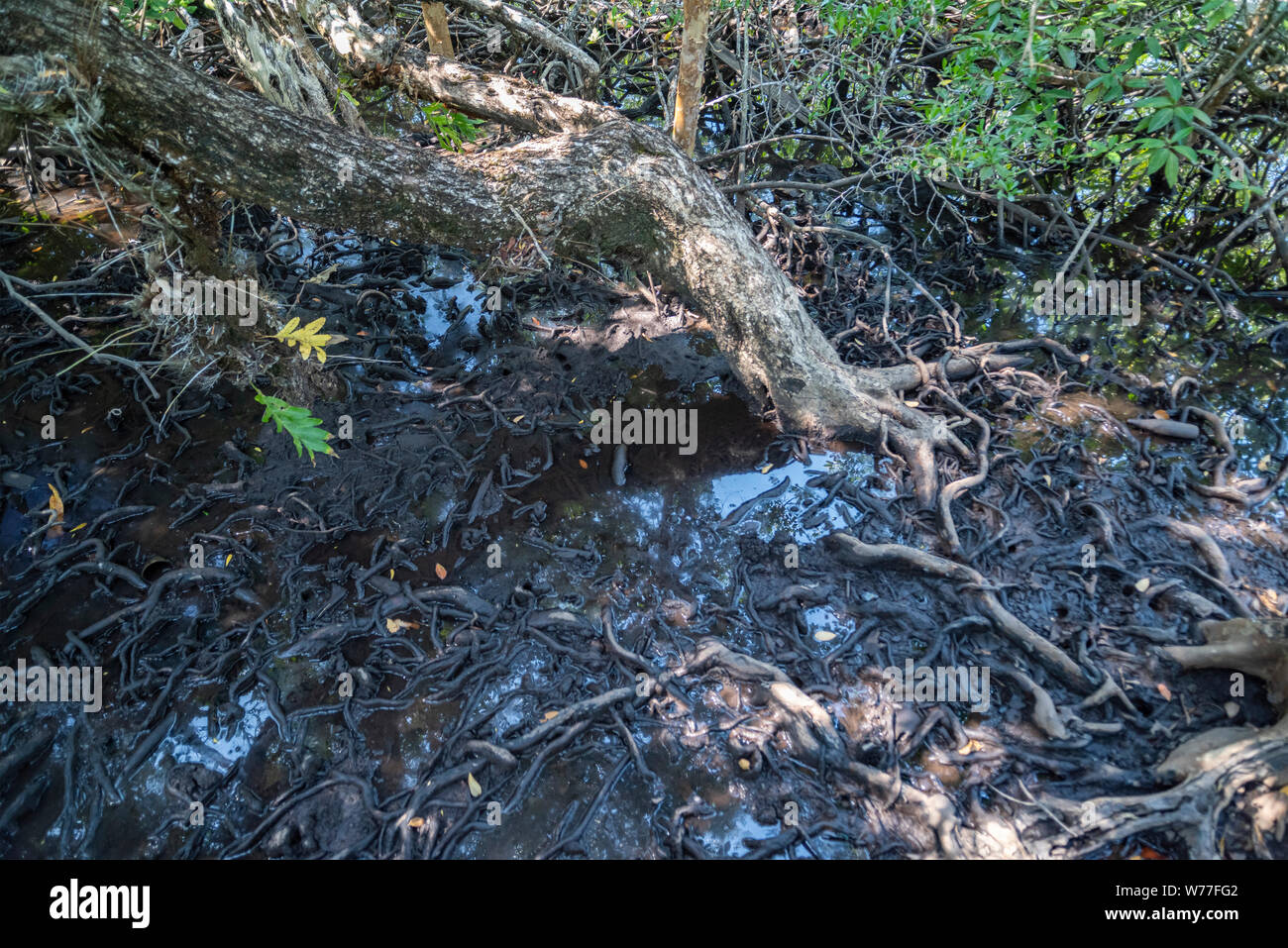 Betrachtungswinkel von Mangrovenwald. Thailand, Koh Chang Insel. Stockfoto