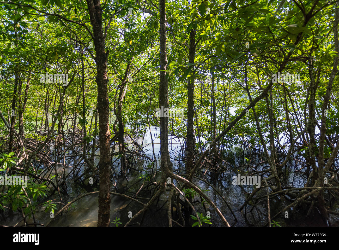 Betrachtungswinkel von Mangrovenwald. Thailand, Koh Chang Insel. Stockfoto