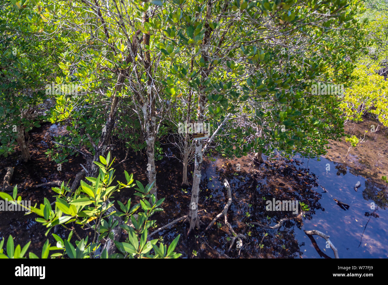 Betrachtungswinkel von Mangrovenwald. Thailand, Koh Chang Insel. Stockfoto