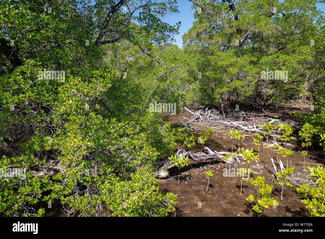 Betrachtungswinkel von Mangrovenwald. Thailand, Koh Chang Insel. Stockfoto