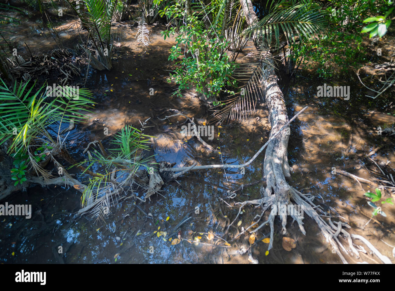 Betrachtungswinkel von Mangrovenwald. Thailand, Koh Chang Insel. Stockfoto