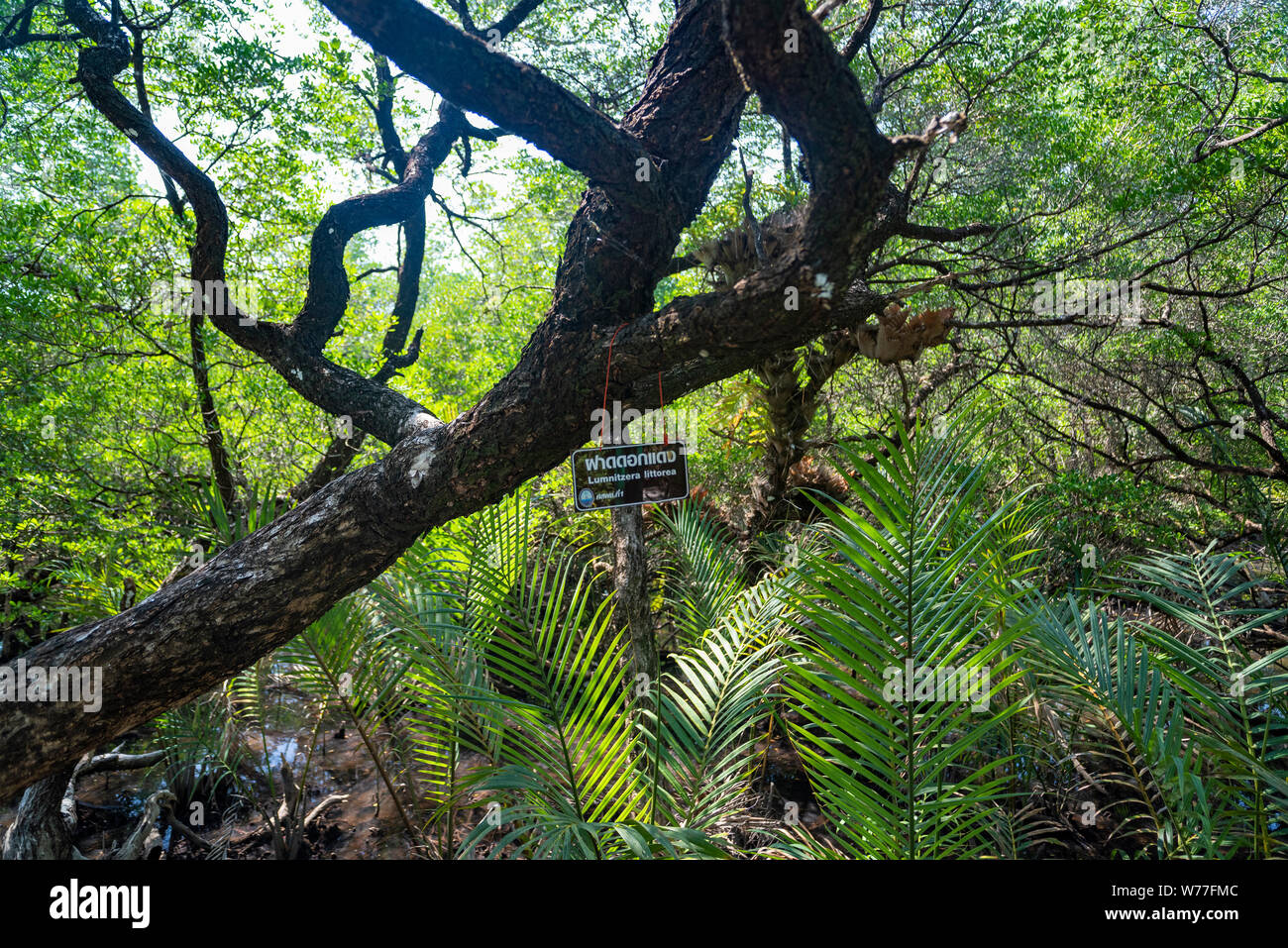 Betrachtungswinkel von Mangrovenwald. Thailand, Koh Chang Insel. Stockfoto