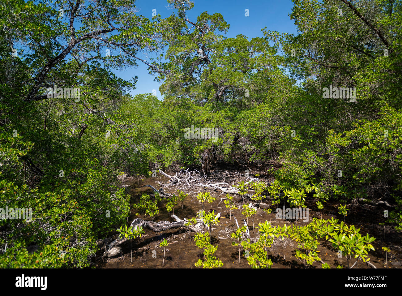 Betrachtungswinkel von Mangrovenwald. Thailand, Koh Chang Insel. Stockfoto