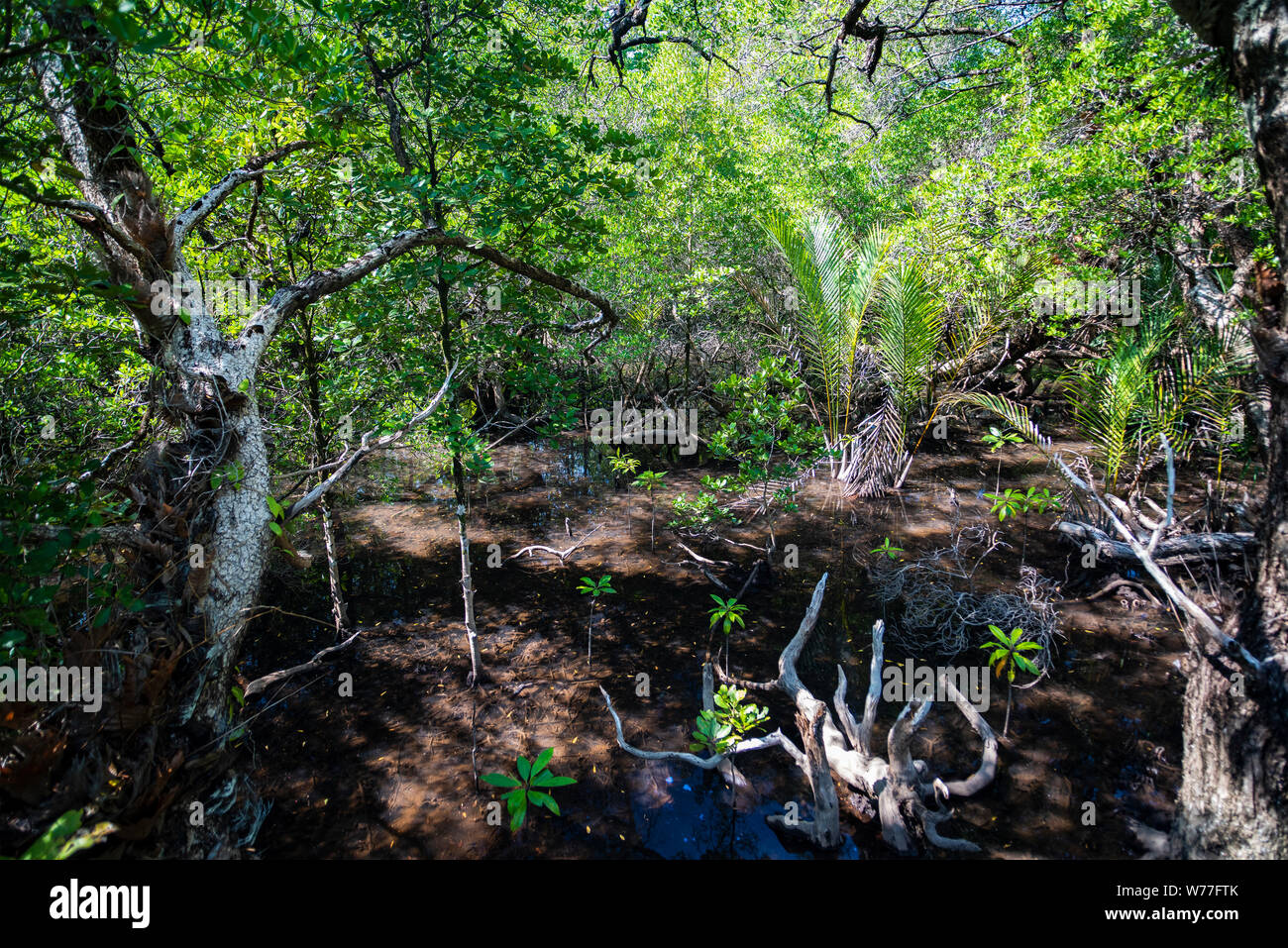 Betrachtungswinkel von Mangrovenwald. Thailand, Koh Chang Insel. Stockfoto