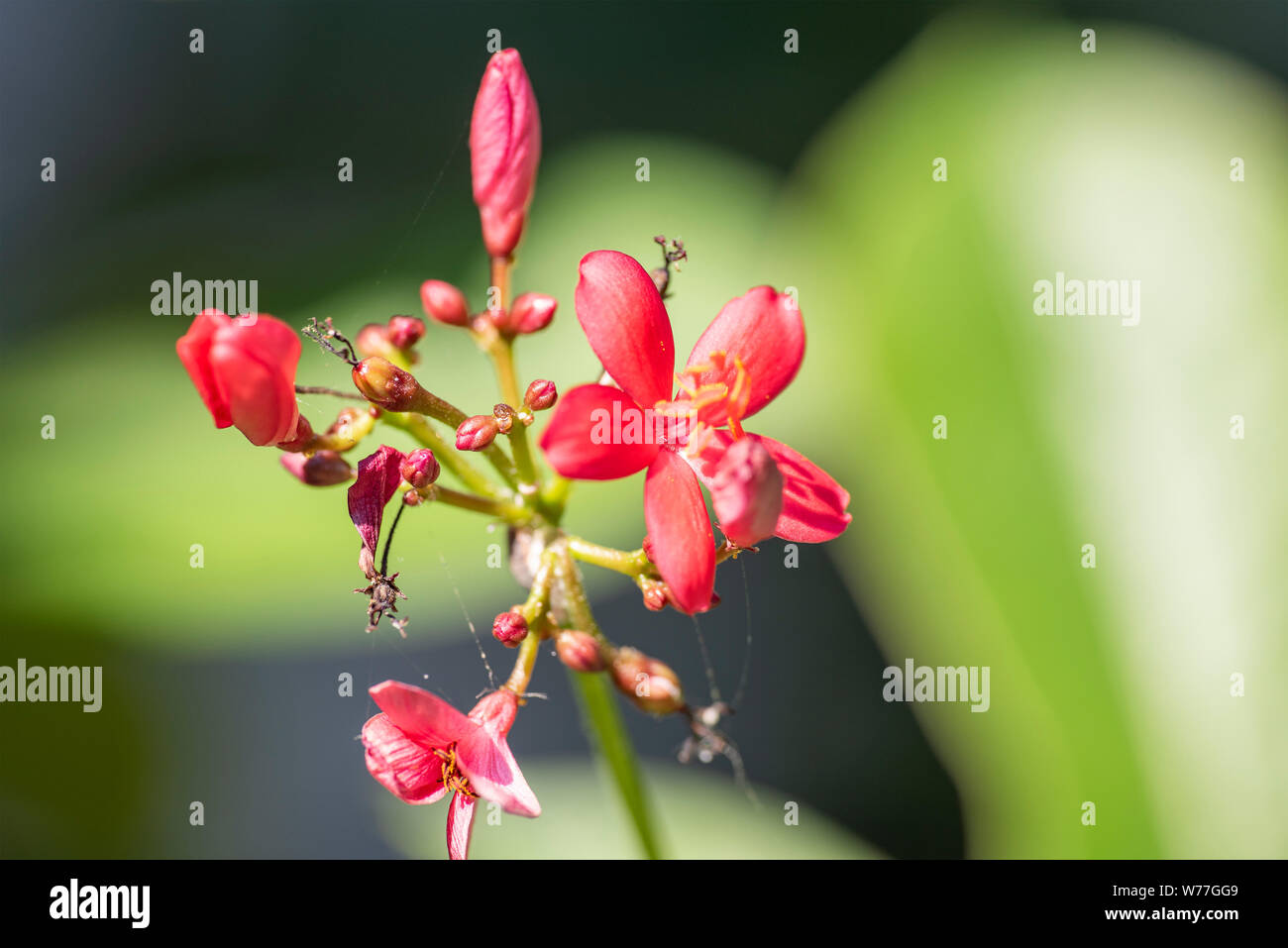 Rote Blumen der Jatropha-pflanze close-up in natürlichem Licht. Thailand. Stockfoto