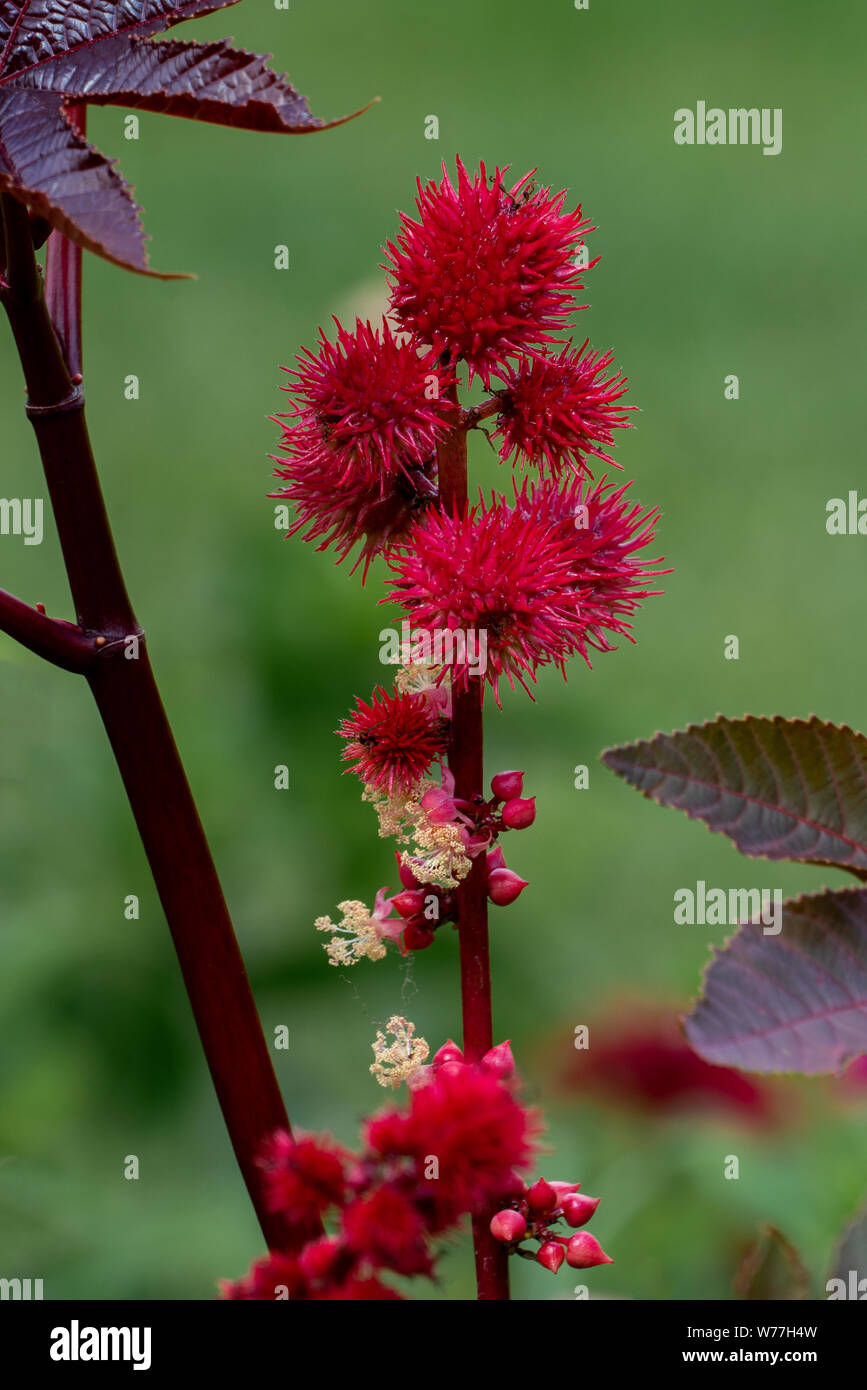 Nahaufnahme von einem blühenden Rizinus (Ricinus communis) mit roter Blume Kugeln Stockfoto
