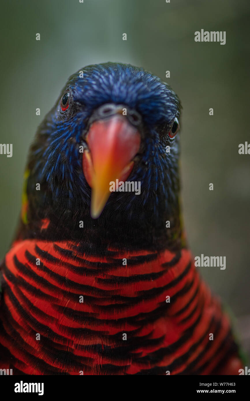 Coconut lorikeet Vogel Close-up Trichoglossus haematodus Stockfoto