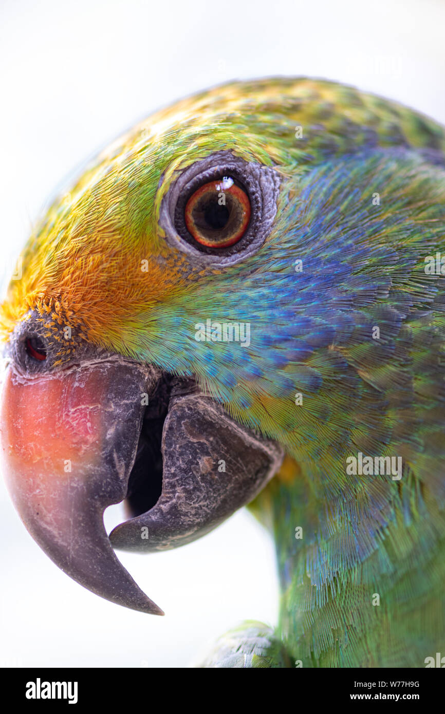 Blau ist Amazon Parrot Amazona dufresniana Close-up Profil Stockfoto