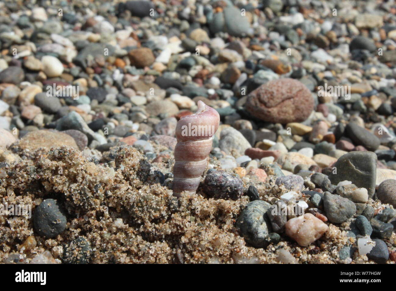 In der Nähe eines kleinen, Pink Shell in den Sand vor einem steinigen Strand an einem sonnigen Tag in Llanbedrog Stockfoto