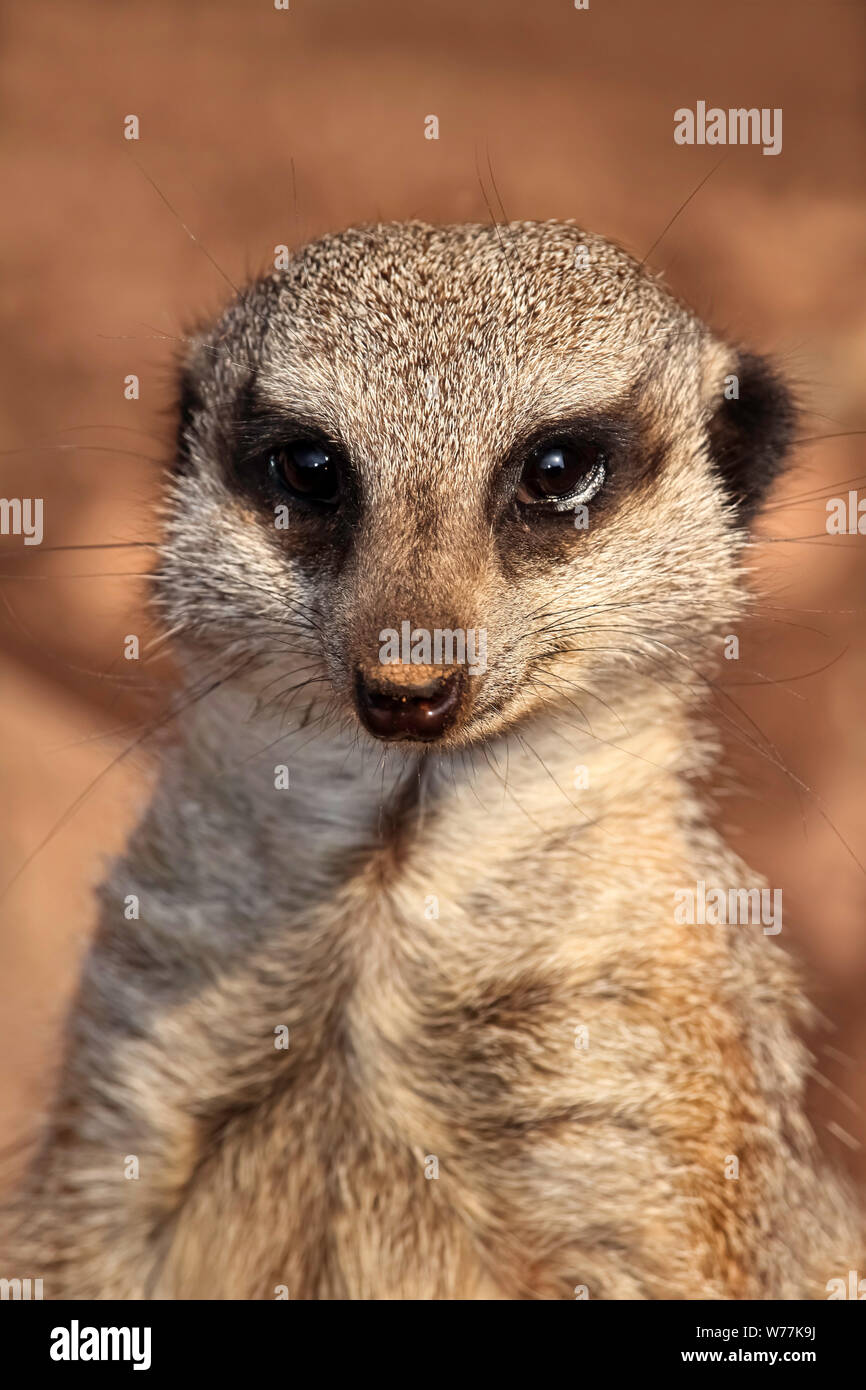 Erdmännchen Stockfoto