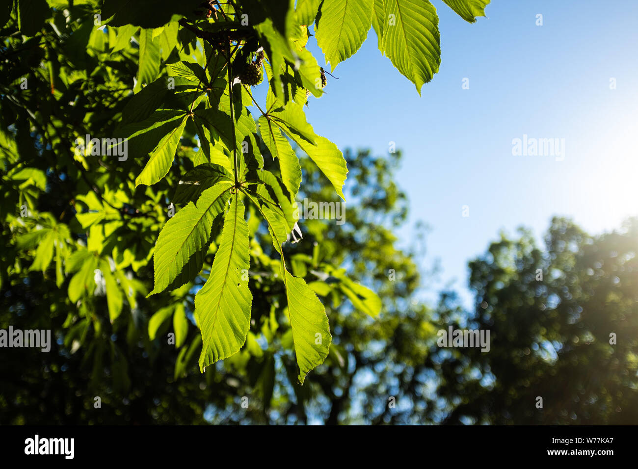 Grüne Blätter glänzen durch Sonnenlicht auf einem blauen Himmel auf einer Sommer Landschaft Stockfoto