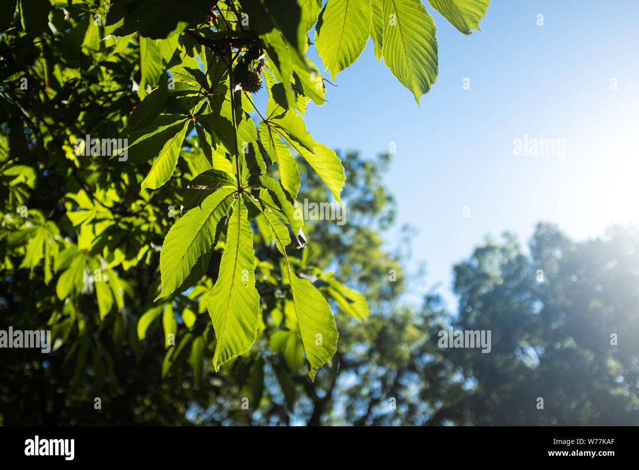 Grüne Blätter glänzen durch Sonnenlicht auf einem blauen Himmel auf einer Sommer Landschaft Stockfoto