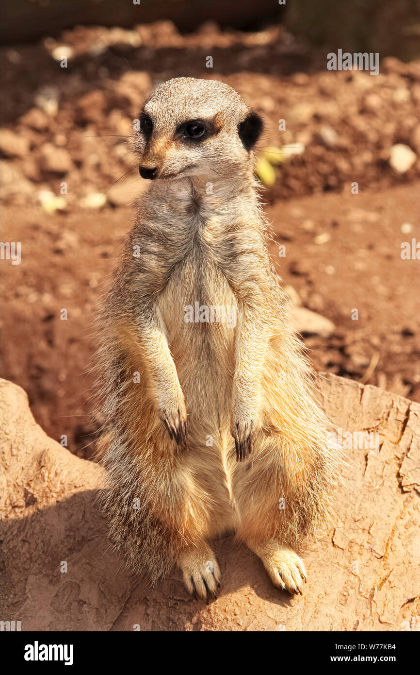 Erdmännchen Stockfoto