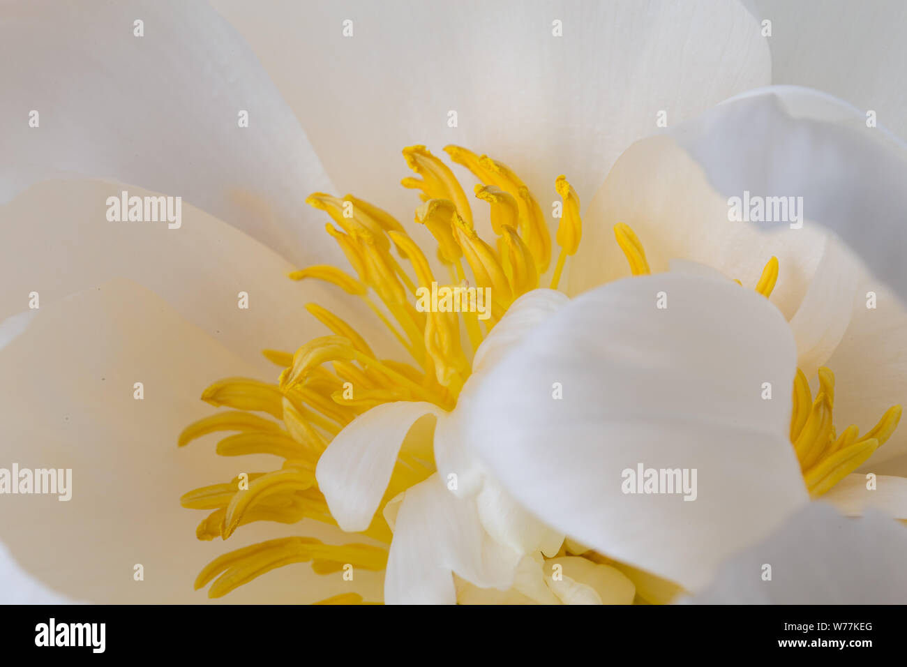 Weiße pfingstrose Blüte in der Blüte mit glatten Blütenblättern und gelben Blütenstempel Makro Natur noch Stockfoto