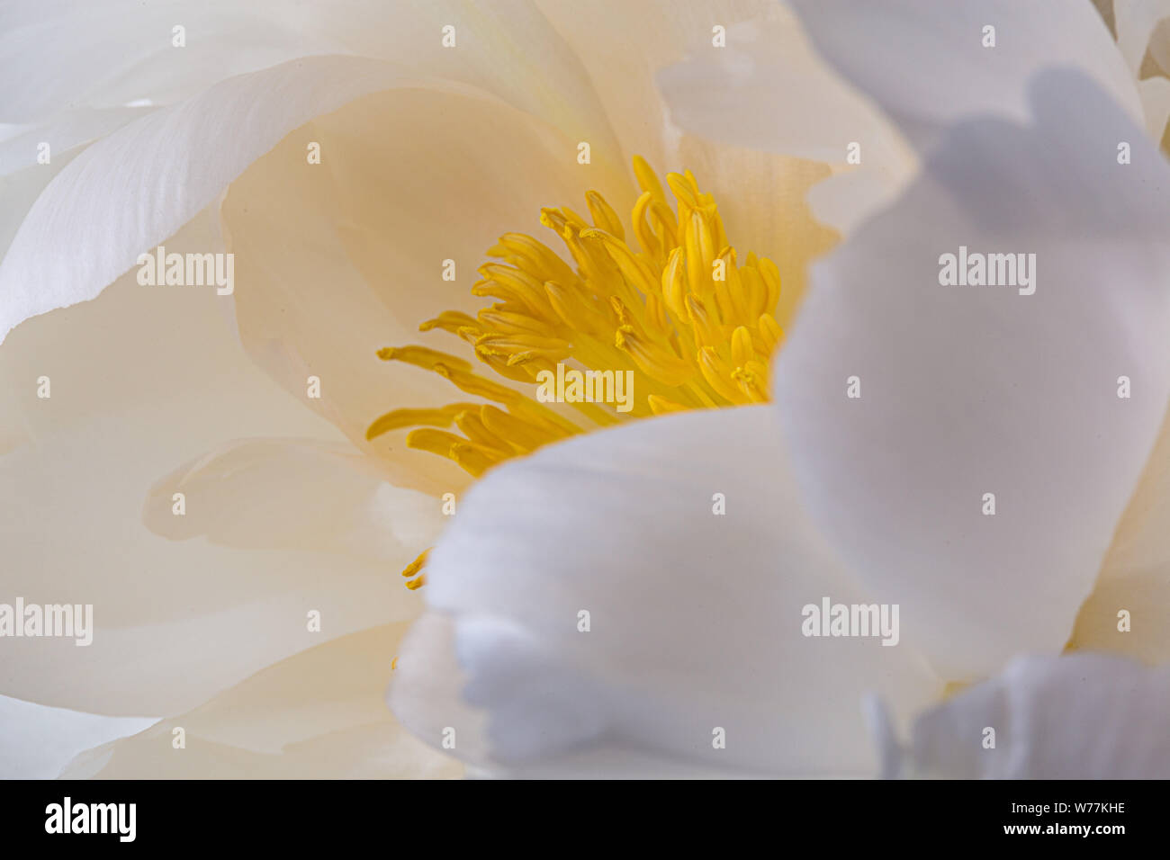 Weiße pfingstrose Blüte in der Blüte mit glatten Blütenblättern und gelben Blütenstempel Makro Natur noch Stockfoto