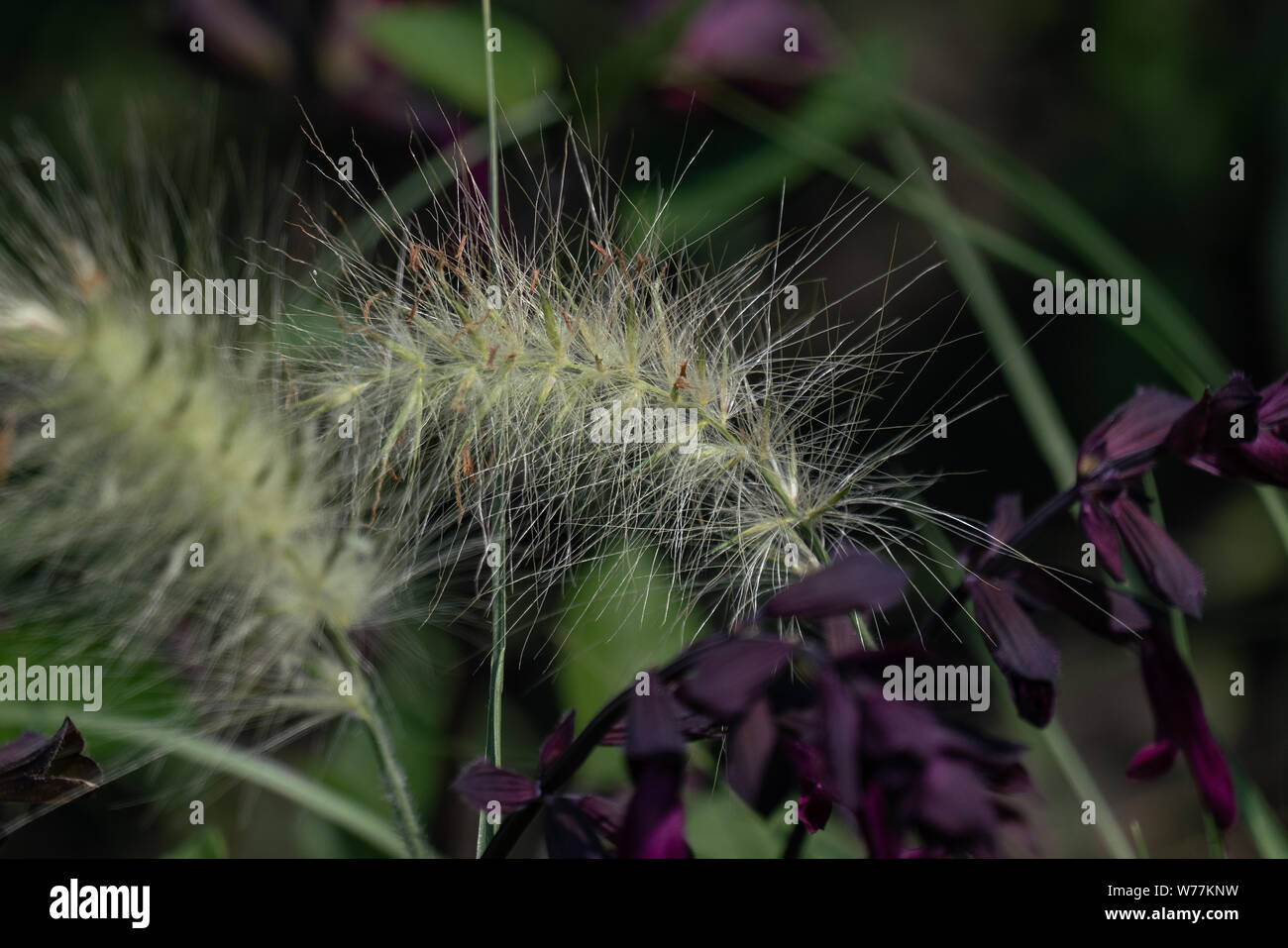 Bunte Nahaufnahme eines blooing ornamental Gras mit lila Blüten im Hintergrund Stockfoto