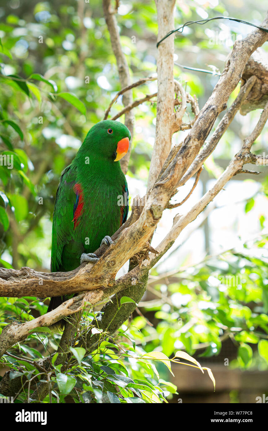 Grüne tropische Papagei Vogel Portrait auf einen tropischen Dschungel Landschaft Stockfoto