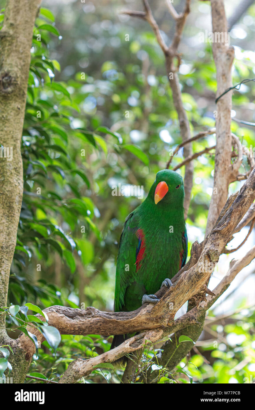 Grüne tropische Papagei Vogel Portrait auf einen tropischen Dschungel Landschaft Stockfoto