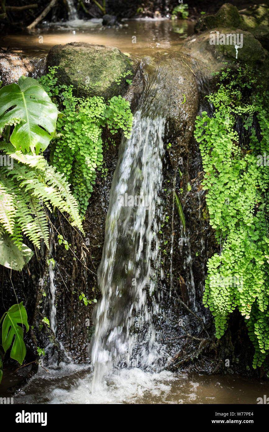 Frisches Quellwasser fällt auf einen grünen, tropischen Landschaft Stockfoto