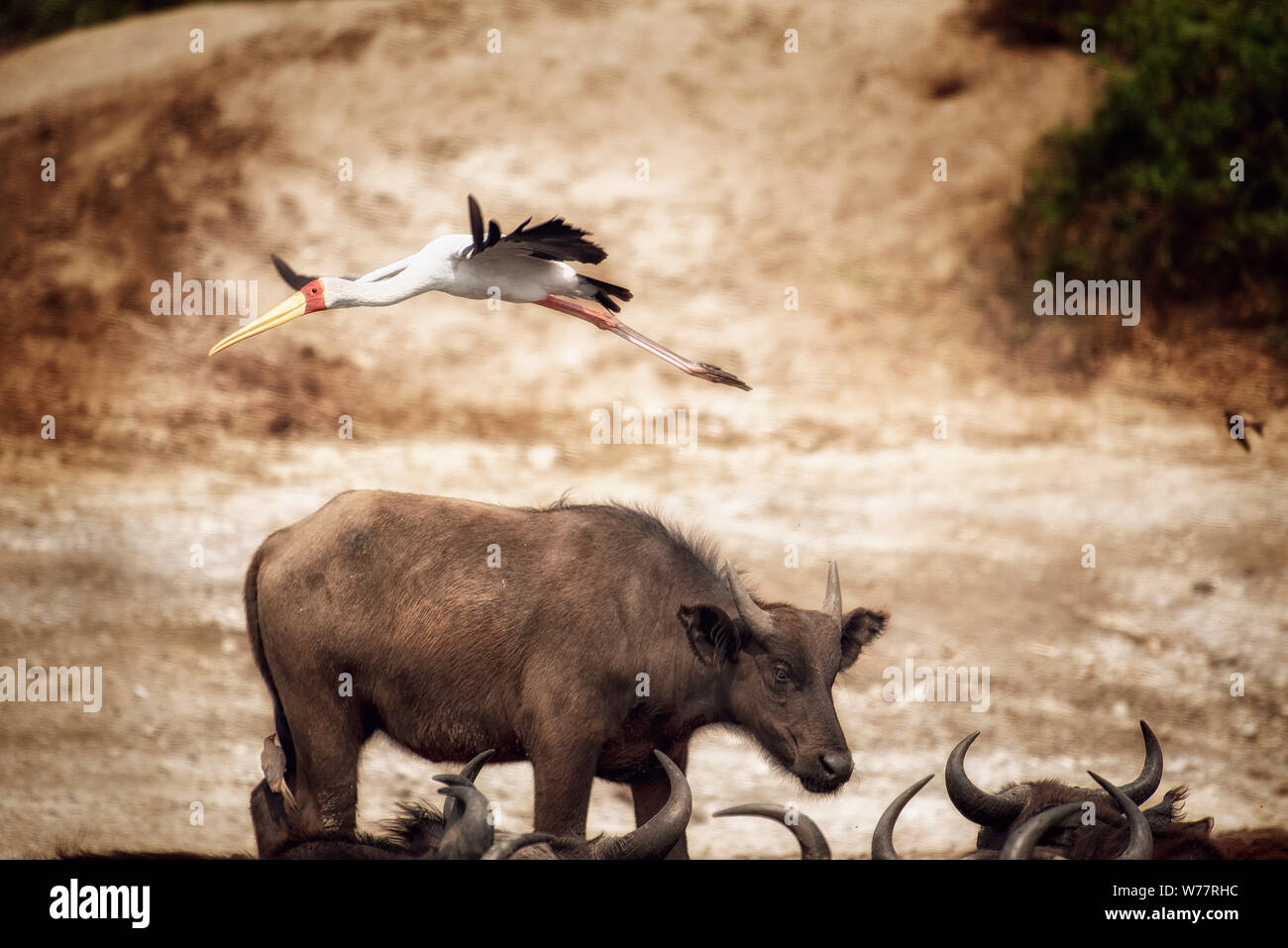 Yellow billed Stork fliegen über Buffalo Stockfoto