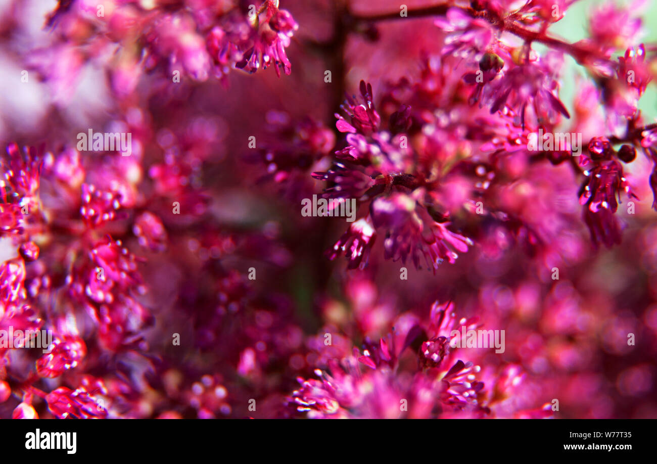 Kleine rosa und roten Blüten mit kleinen Blättern fotografiert mit Makro in Umea Stockfoto
