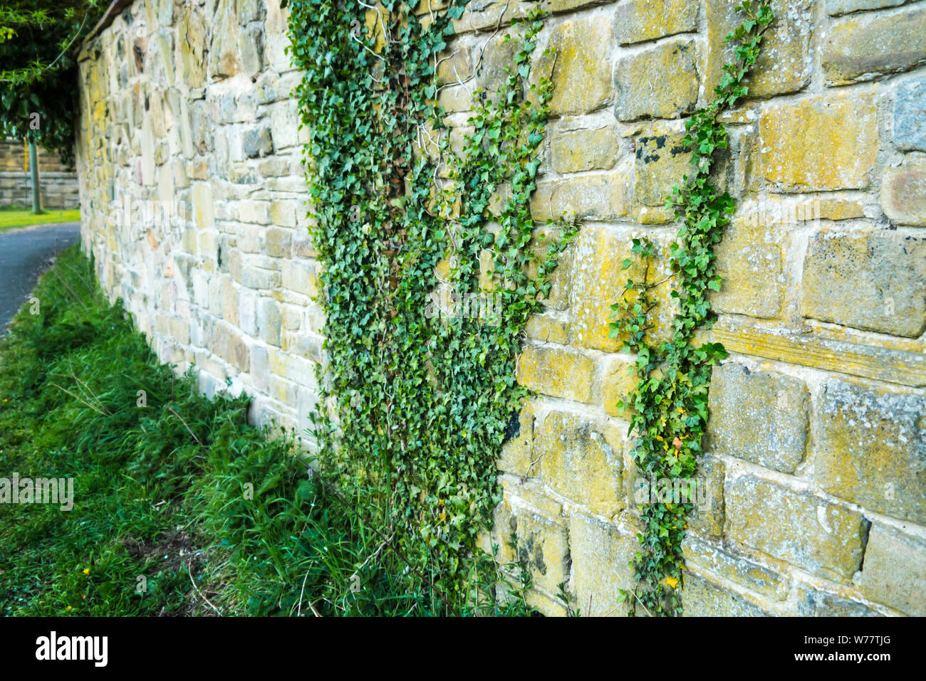 Efeu (Hedera) Plany Aufwuchs, eine Mauer aus Stein Stockfoto