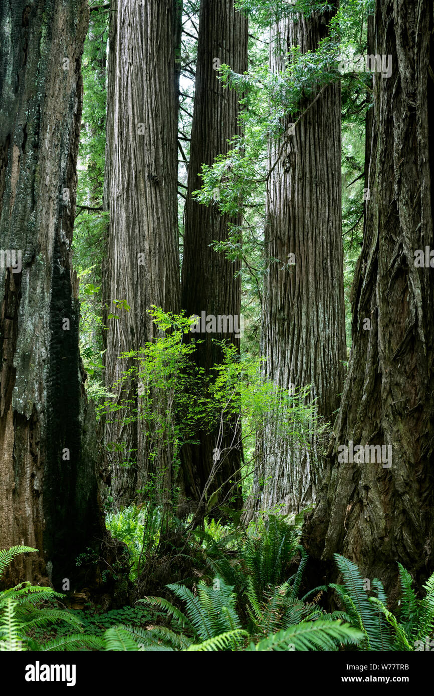 CA 03425-00 ... Kalifornien - Redwood Bäume im Prairie Creek Redwoods State Park. Stockfoto