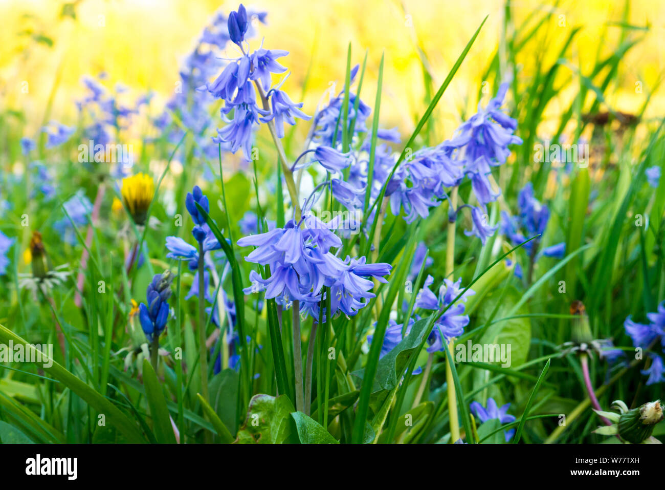 Bluebell Blumen (Hyacinthoides non-scripta) Wild wachsen im Frühling Stockfoto