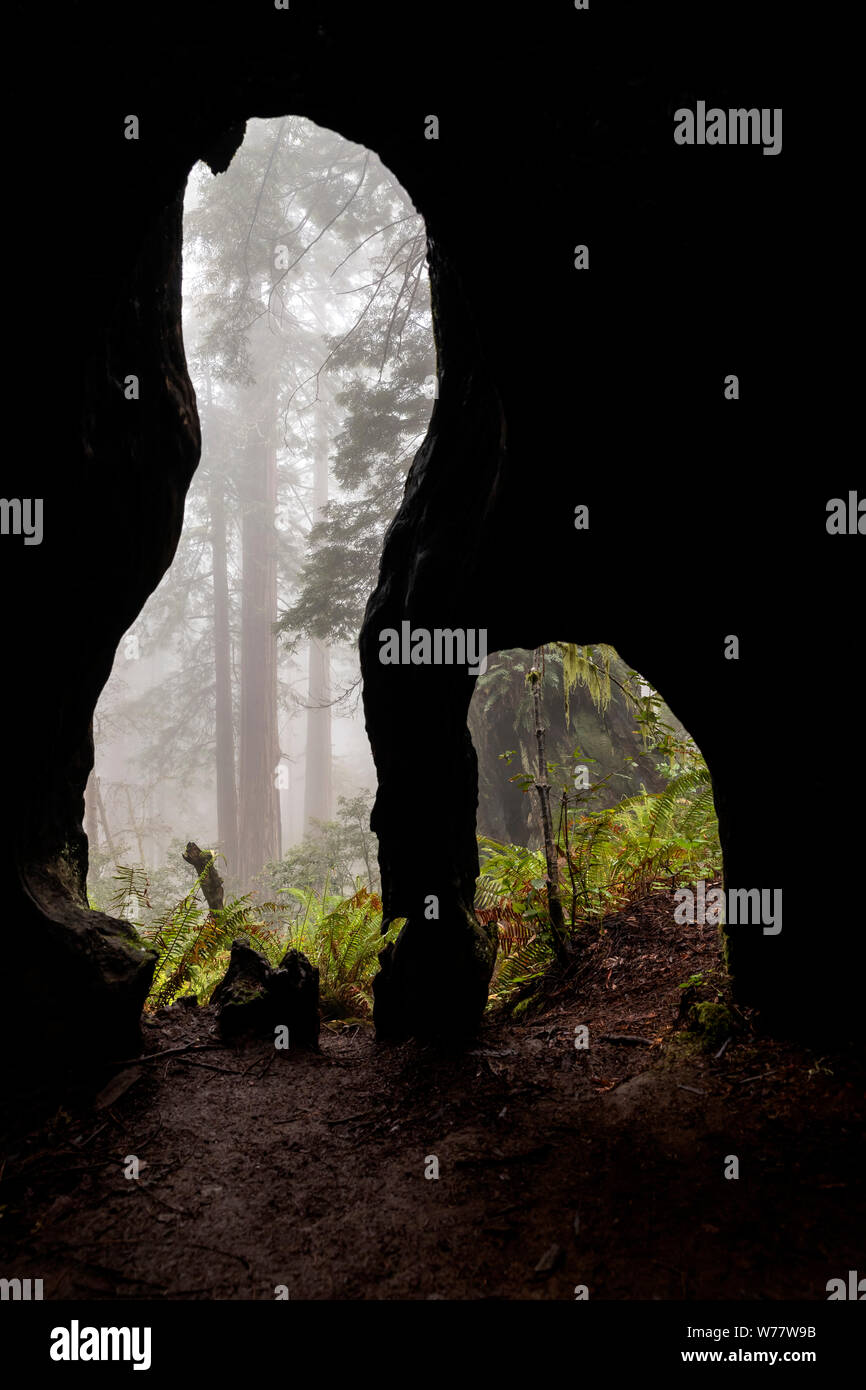 CA 03536-00 ... Kalifornien - Redwood Bäume in Lady Bird Johnson Grove, Redwoods National Park. Stockfoto