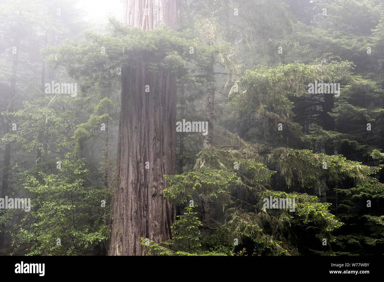 CA 03437-00 ... Kalifornien - Nebel in Redwood Bäumen, Lady Bird Johnson Grove Redwoods National Park. Stockfoto