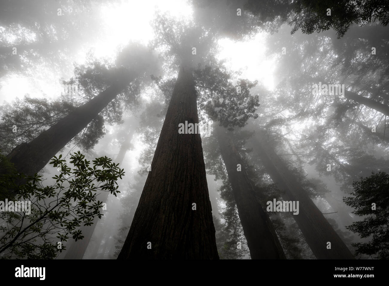 CA 03443-00 ... Kalifornien - Redwood Bäume und Nebel entlang der Verdammnis Creek Trail in Del Norte Coast State Park, Redwood National Park. Stockfoto