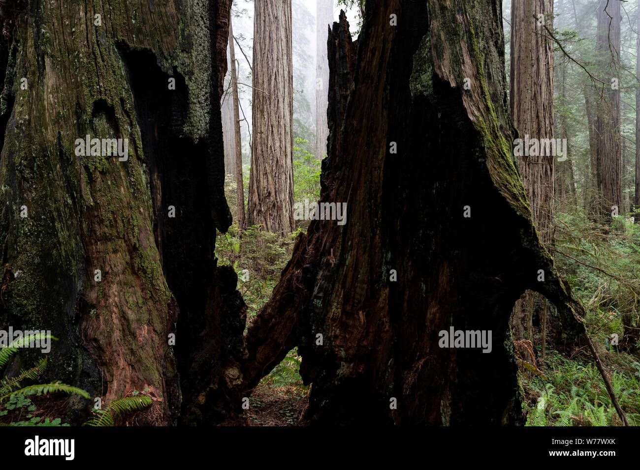 CA 03445-00 ... Kalifornien - Redwood Bäume und Nebel entlang der Verdammnis Creek Trail in Del Norte Coast State Park, Redwood National Park. Stockfoto