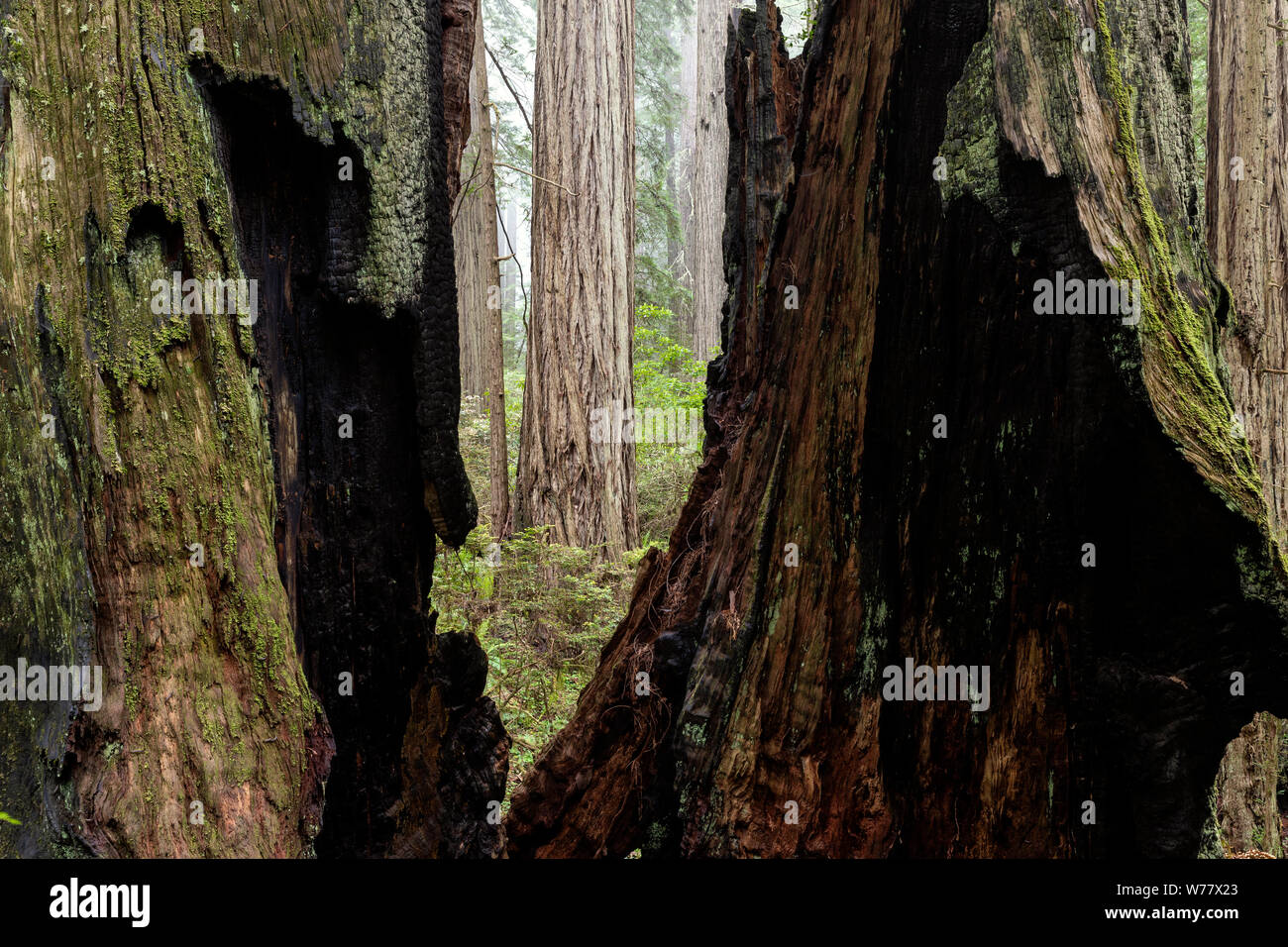 CA 03447-00 ... Kalifornien - Redwood Bäume und Nebel entlang der Verdammnis Creek Trail in Del Norte Coast State Park, Redwood National Park. Stockfoto