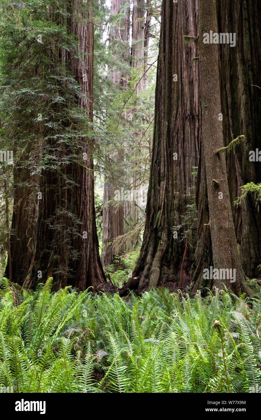 CA 03452-00 ... Kalifornien - Redwood Bäumen im Simpson-Reed Hain von Jediah Smith Redwoods State Park. Stockfoto