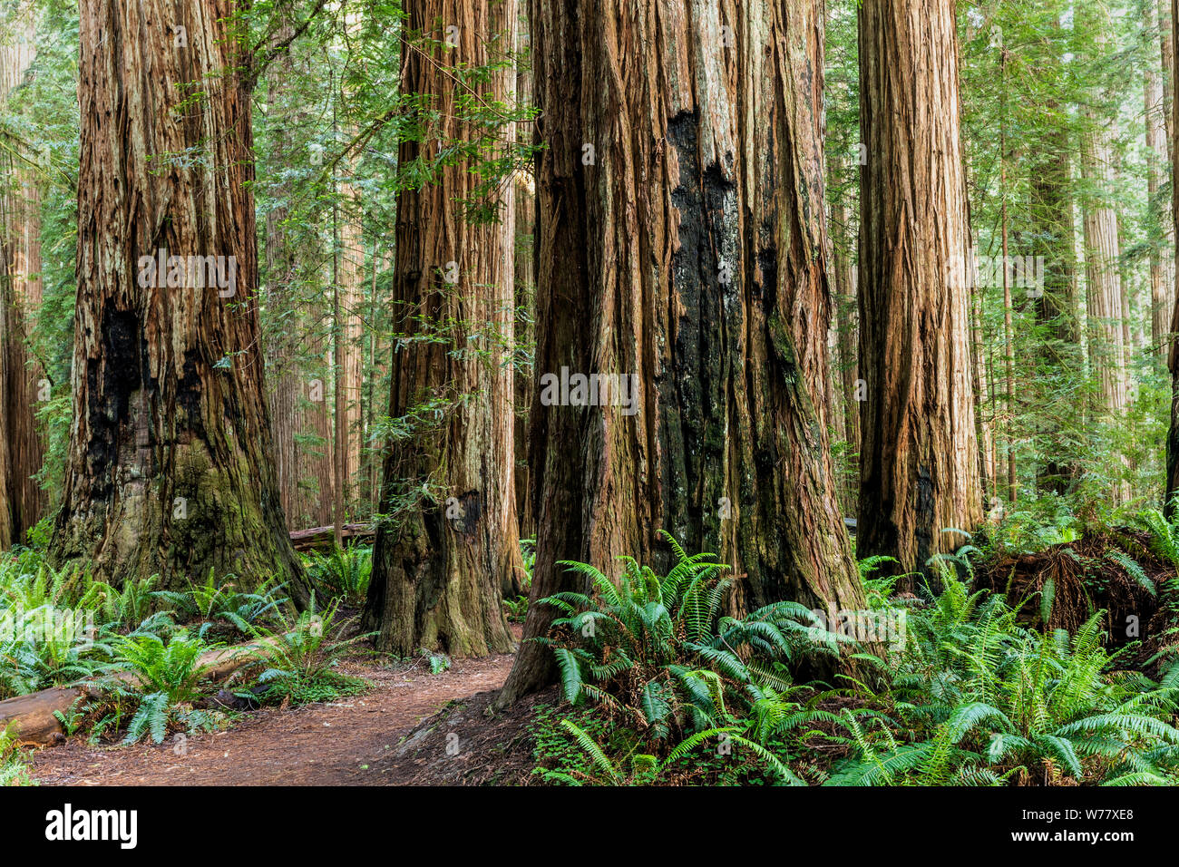 CA 03454-00 ... Kalifornien - Stout Grove in Jediah Smith Redwoods State Park entlang der Redwood Coast. Stockfoto