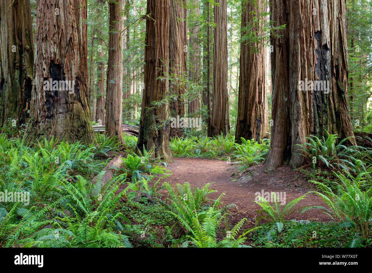 CA 03455-00 ... Kalifornien - Stout Grove in Jediah Smith Redwoods State Park entlang der Redwood Coast. Stockfoto