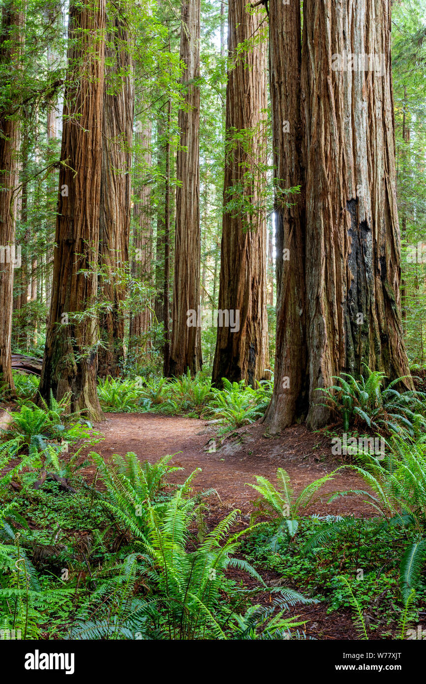 CA 03456-00 ... Kalifornien - Stout Grove in Jediah Smith Redwoods State Park entlang der Redwood Coast. Stockfoto