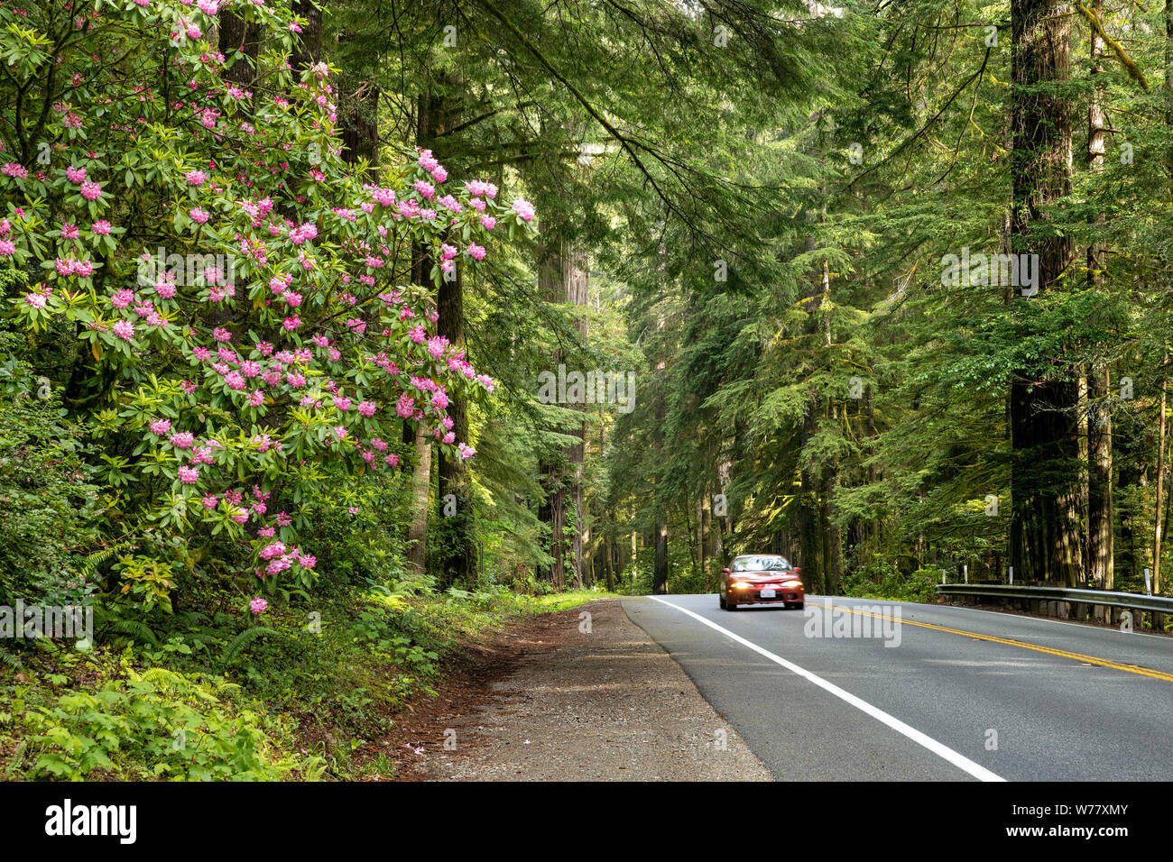 CA 03457-00 ... Kalifornien - US Highway 199 in der Nähe von Crescent City führt durch Olivenhaine Redwoods und Rhododendren. Stockfoto