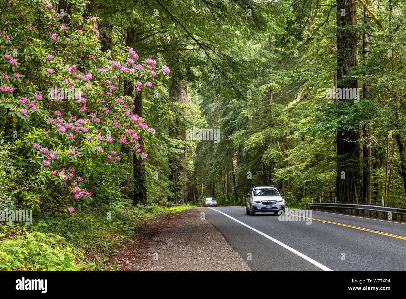 CA 03458-00 ... Kalifornien - US Highway 199 in der Nähe von Crescent City führt durch Olivenhaine Redwoods und Rhododendren. Stockfoto
