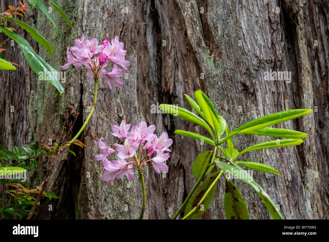 CA 03459-00 ... Kalifornien - Die Hiouchi Trail im Jediah Smith Redwoods State Park führt durch Olivenhaine Redwoods und Rhododendren. Stockfoto