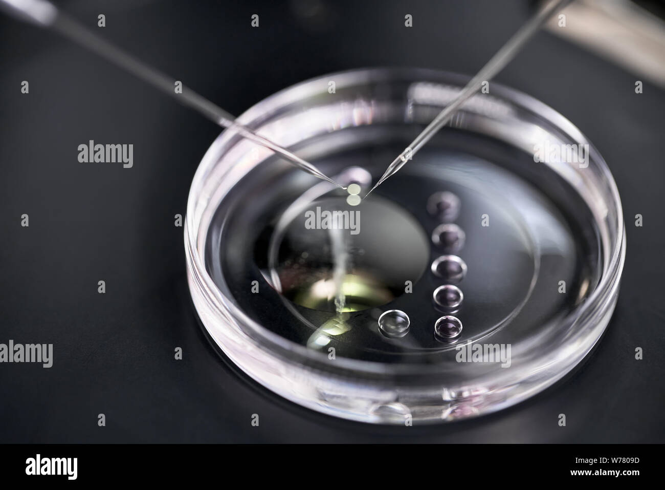 IVF-Gericht mit Tropfen des Material- und mikromanipulatoren über es im Labor der In-vitro-Fertilisation. Makro Foto mit selektiven Fokus. Horiz. Stockfoto